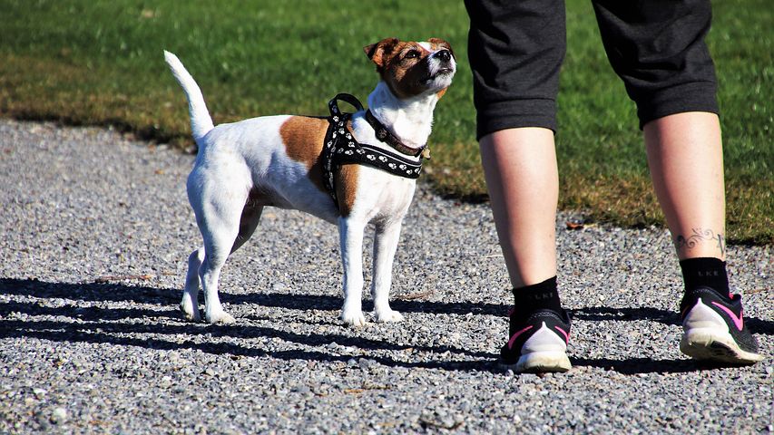 Educateur canin à Bordeaux, Gironde, 33