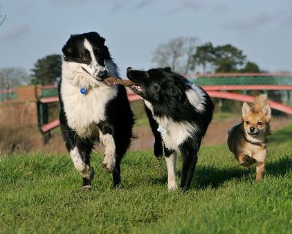 Comportementaliste canin à Bordeaux, en Gironde, 33
